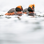 BB 10 0352 / Podiceps auritus / Horndykker